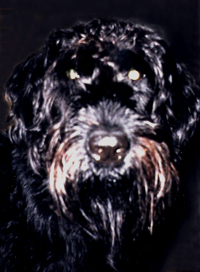 sippo.JPG (92157 bytes)